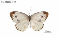 藏品(緣點白粉蝶)的圖片